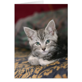 Cute de plata de la moneda de Maine, gatito