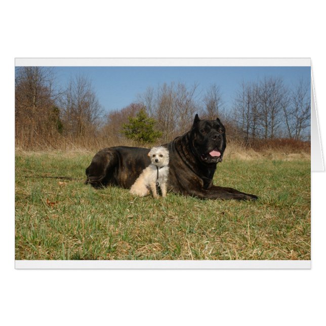 Cute Dog Pareja (Anverso (Horizontal))