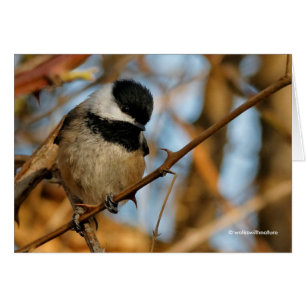 Cute esperanzador Songbird de pollo con gorro negr