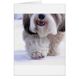 Cute Fluffy Tibetano Terrier Paw de Nieve