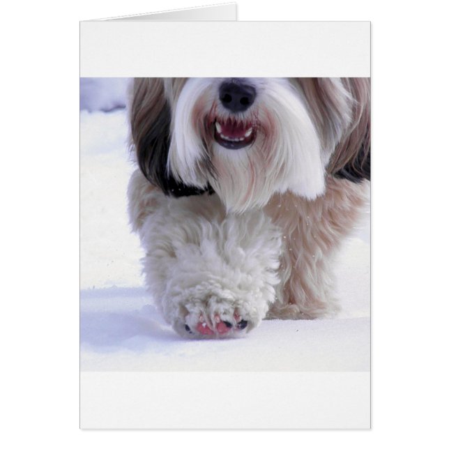 Cute Fluffy Tibetano Terrier Paw de Nieve (Frente)