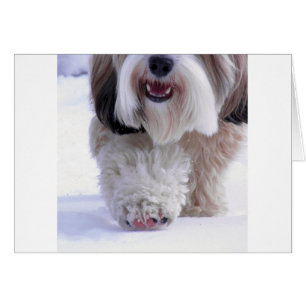 Cute Fluffy Tibetano Terrier Paw de Nieve