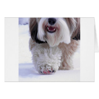 Cute Fluffy Tibetano Terrier Paw de Nieve