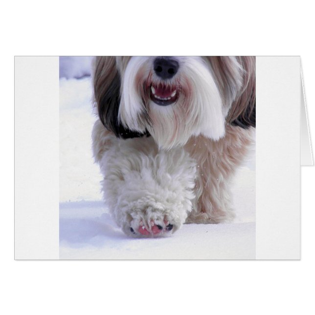 Cute Fluffy Tibetano Terrier Paw de Nieve (Anverso (Horizontal))