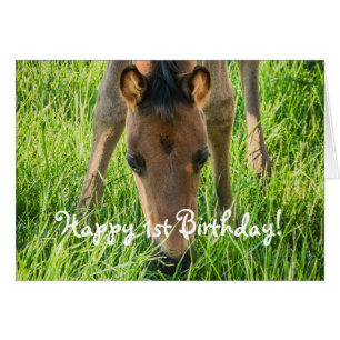 Cute Foal Horse Animales Felices Cumpleaños