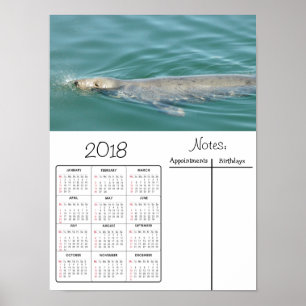 Cute Foca Natando Foto Póster Calendario 2018