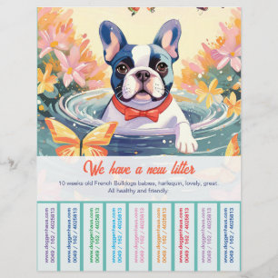 Cute French Bulldog Puppy Volante