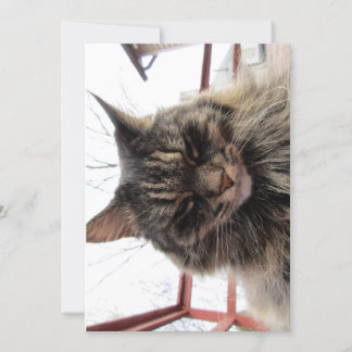Cute Funny Maine Coon Kitty Content