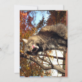 Cute Funny Maine Coon Kitty Delicious