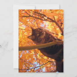 Cute Funny Maine Coon Kitty Tree Climber