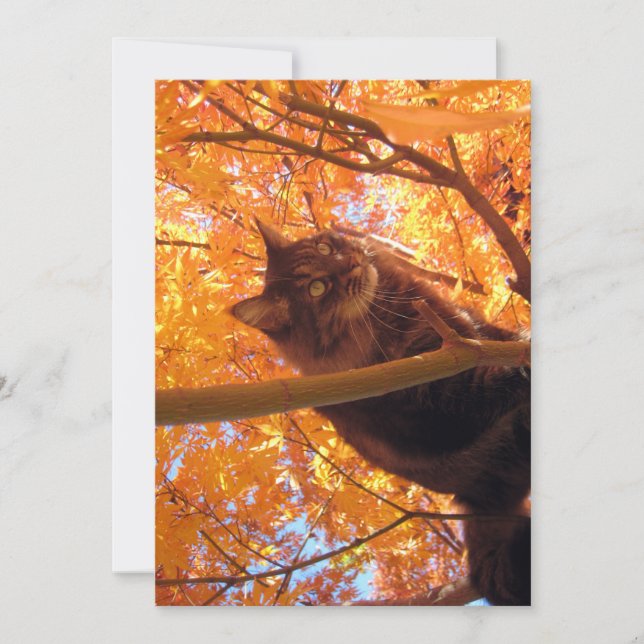 Cute Funny Maine Coon Kitty Tree Climber (Anverso)