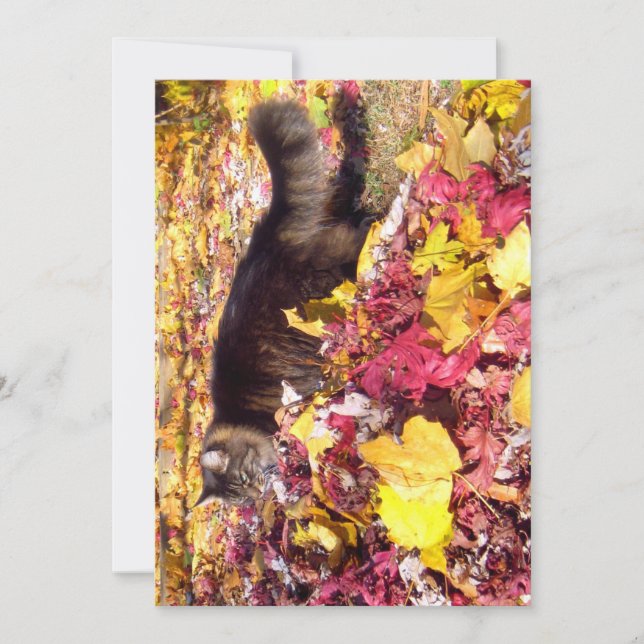 Cute Funny Maine Coon The Leaf Inspection (Anverso)