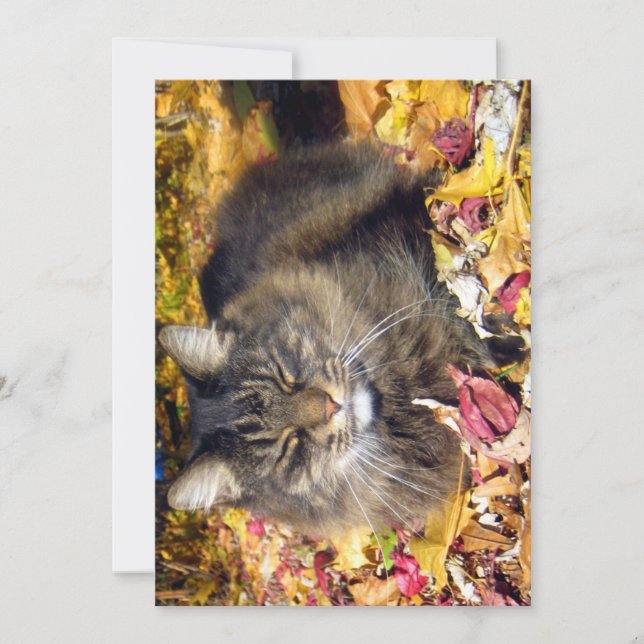 Cute Funny Maine Coon The So Happy (Anverso)