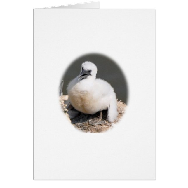 Cute Gannet Chick (Frente)