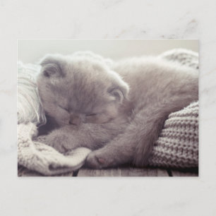 Cute Gatito Amor Hola Te Extraño Tarjeta Postal de