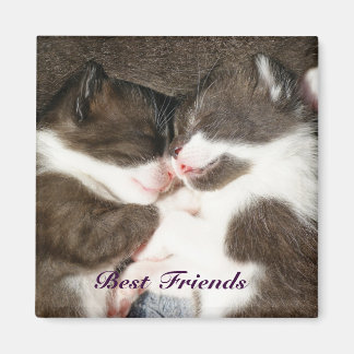 Cute gatitos mejores amigos imán de personalizable