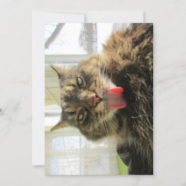 Cute gracioso Maine Coon Cat Tongue Licencia
