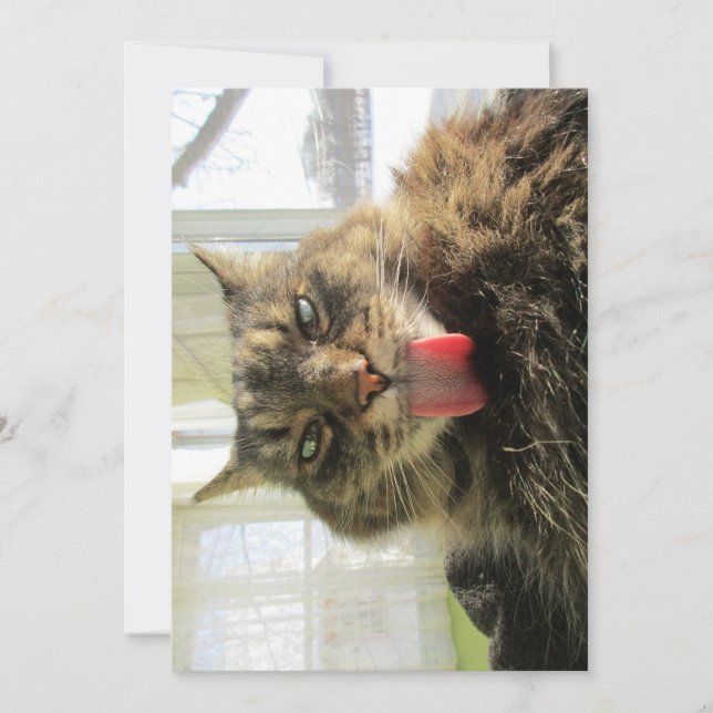 Cute gracioso Maine Coon Cat Tongue Licencia (Anverso)