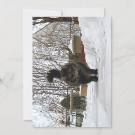 Cute gracioso Maine Coon Dejar nieve