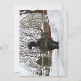 Cute gracioso Maine Coon Dejar nieve