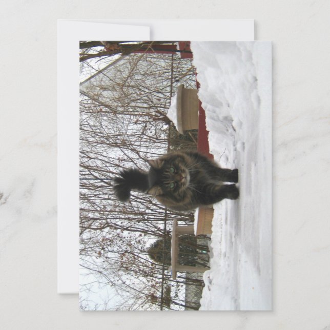 Cute gracioso Maine Coon Dejar nieve (Anverso)