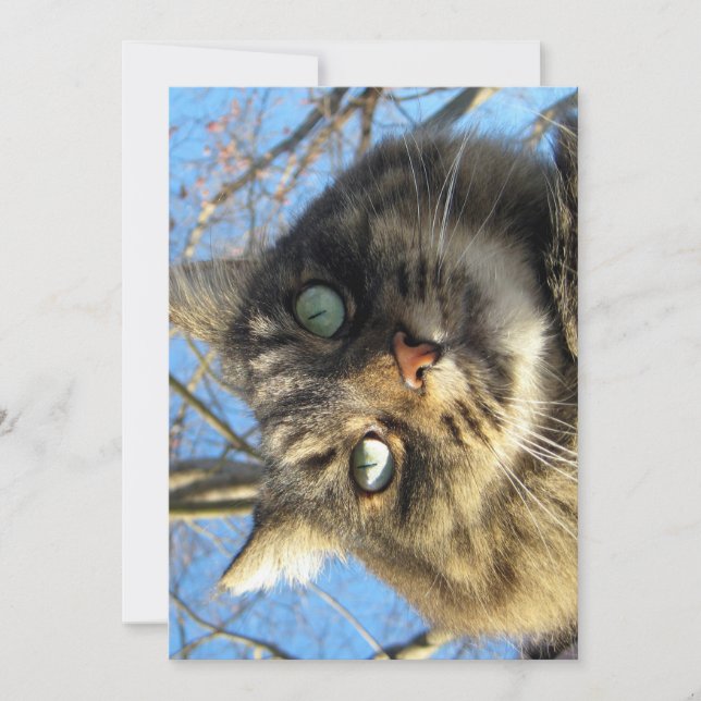 Cute gracioso Maine Coon Kitty Cara difusa (Anverso)