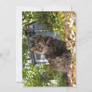 Cute gracioso Maine Coon Kitty Cat