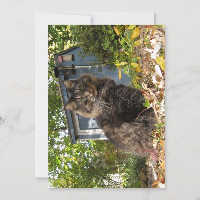 Cute gracioso Maine Coon Kitty Cat (Anverso)