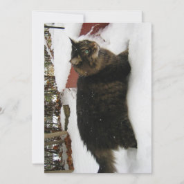 Cute gracioso Maine Coon Kitty Cat Cold Toes