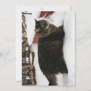 Cute gracioso Maine Coon Kitty Cat Cold Toes