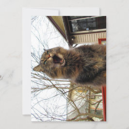 Cute gracioso Maine Coon Kitty Soy una casa de páj