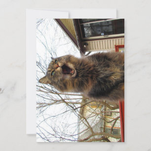 Cute gracioso Maine Coon Kitty Soy una casa de páj