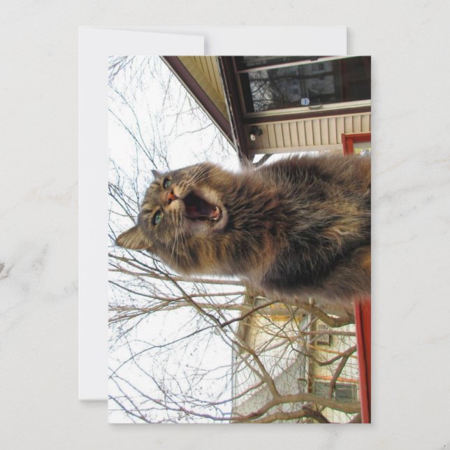 Cute gracioso Maine Coon Kitty Soy una casa de páj (Anverso)