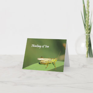 Cute Grasshopper - Tarjeta de saludo en blanco