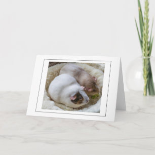 Cute Guinea cerdos ver tarjeta de saludo