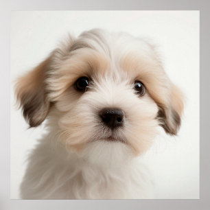 Cute Havanese Cachorro Perro Retrato Póster (2)