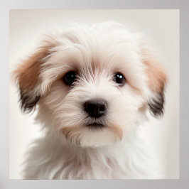Cute Havanese Puppy Perro Retrato Póster (1)