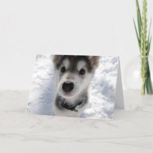 Cute husky foto personalizable tarjeta de saludo
