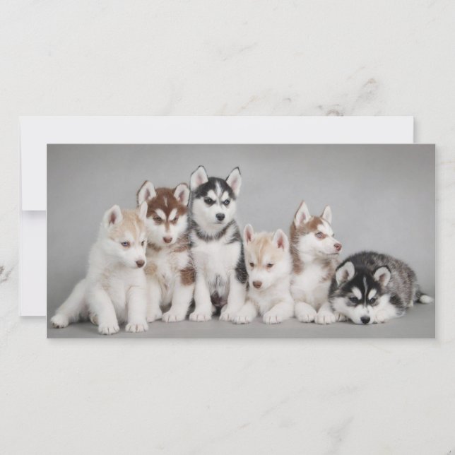 Cute Husky Puppies (Anverso)
