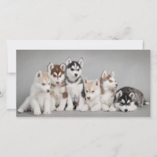 Cute Husky Puppies