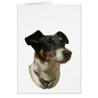 Cute Jack Russell Dog