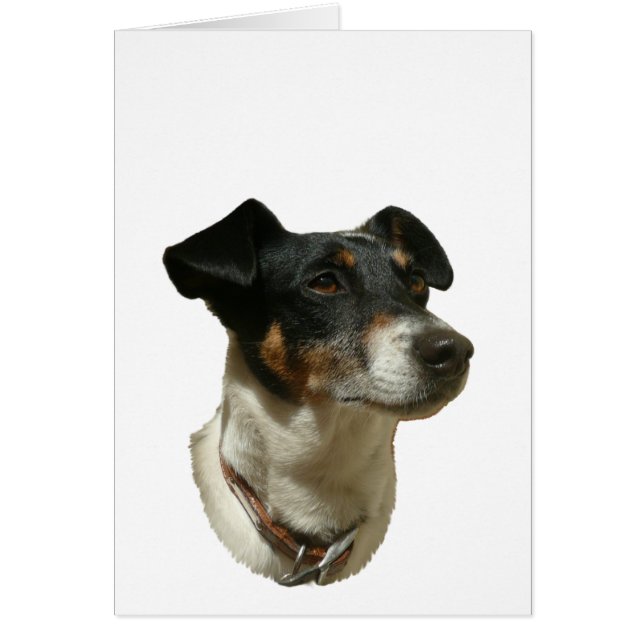 Cute Jack Russell Dog (Frente)