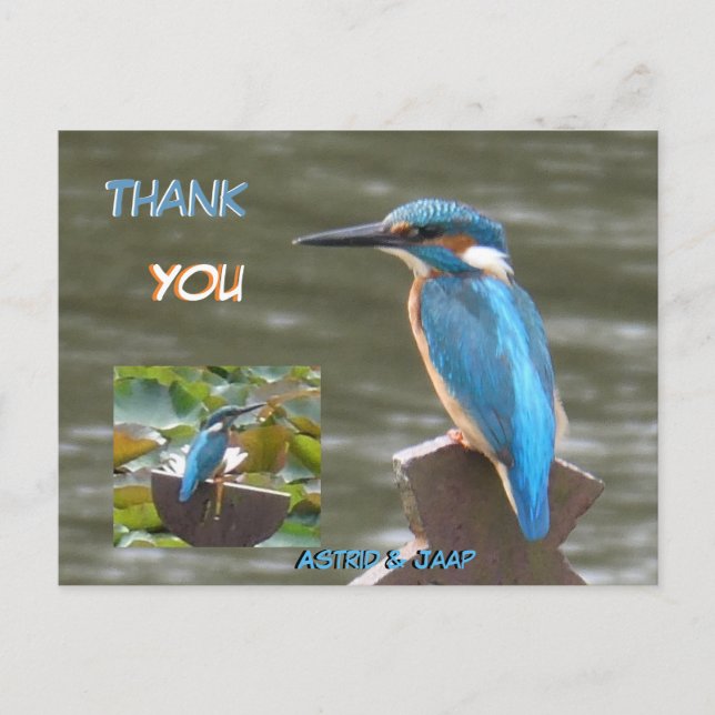 Cute Kingfishers Cust. Tarjeta Postal de Agradecim (Anverso)