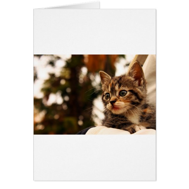 Cute Kitten (Frente)