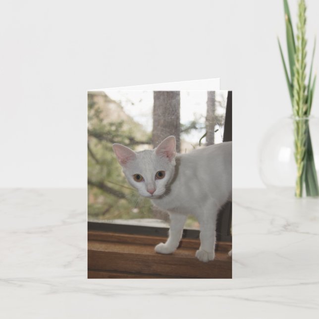 Cute Kitten Gracias Tarjeta (Anverso)