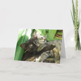 Cute Kittens acurrucando la tarjeta de San Valentí