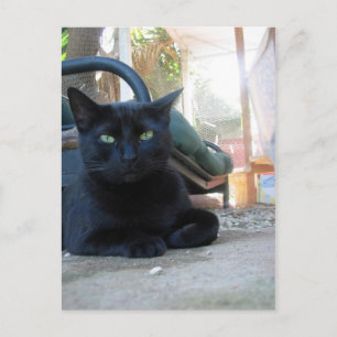 Cute Kitty Laying - postal