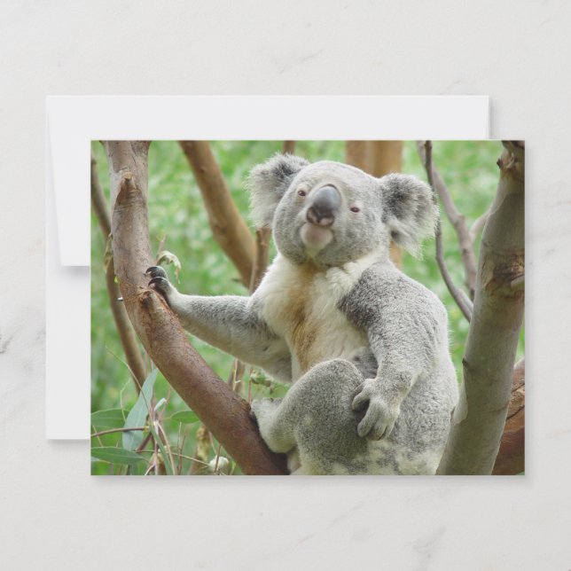 Cute Koala (Anverso)