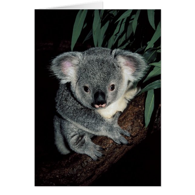 Cute Koala Bear (Frente)
