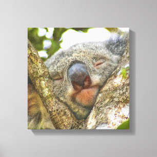 Cute Koala Oso Lienzo envuelto